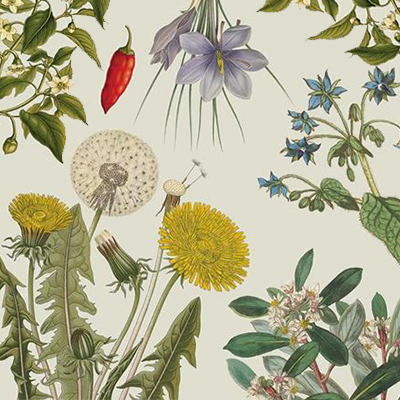 <br><br><br>Come Coltivare le Erbe Aromatiche<br><br>Holly Farrell